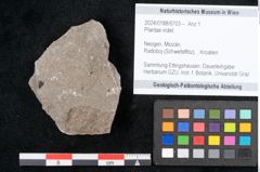 Foto (Objekt + Etikett) von Plantae indet.  (NHMW-GEO-2024-0188-6703)